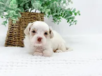 processed/2d7c127f-fa49-4e90-a446-fe9d93e21d13/listing/fced586b-1174-4f48-9062-73a06150332e/0519183f-3694-4cea-b952-d37a5e5d1a17