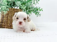 processed/2d7c127f-fa49-4e90-a446-fe9d93e21d13/listing/fced586b-1174-4f48-9062-73a06150332e/7d5a4866-0a96-4eca-a3c0-103eb76cf429