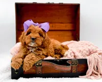 Rosie, a female Cavapoo for sale in Statesville, NC – 2 of 10