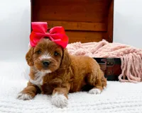 Sophia, a female Miniature Goldendoodle for sale in Statesville, NC – 5 of 10