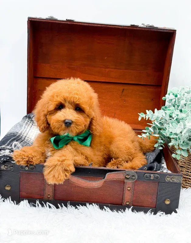 Eddie – Miniature Goldendoodle puppy for sale in Statesville, NC