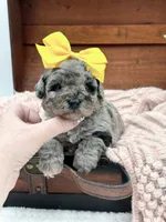 Micro Mini-Nala, a female Miniature Bernedoodle for sale in Statesville, NC – 9 of 10