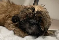Cocoa, a female Shih Tzu for sale in Trenton, MO – 2 of 2