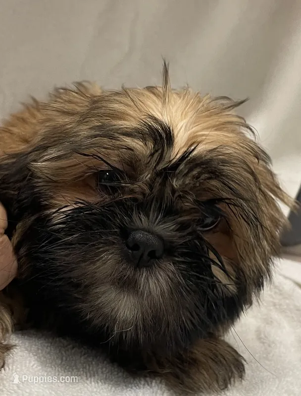 Cocoa – Shih Tzu puppy for sale in Trenton, MO