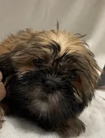 Cocoa, a female Shih Tzu for sale in Trenton, MO – 1 of 2