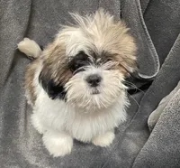 Daisy, a female Shih Tzu for sale in Trenton, MO – 2 of 3