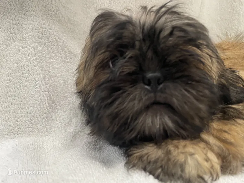Leo – Shih Tzu puppy for sale in Trenton, MO