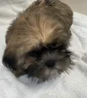 Teddy, a male Shih Tzu for sale in Trenton, MO – 2 of 3