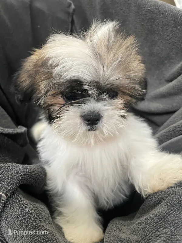 Daisy – Shih Tzu puppy for sale in Trenton, MO