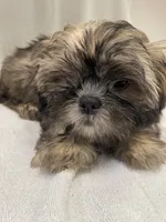 Rhys, a male Shih Tzu for sale in Trenton, MO – 1 of 2
