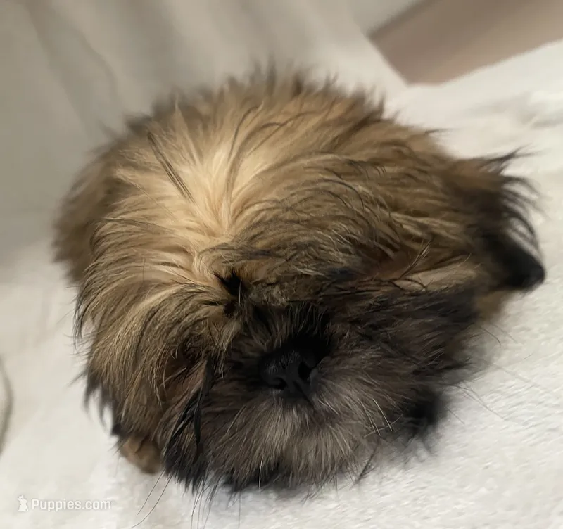 Bentley – Shih Tzu puppy for sale in Trenton, MO