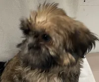 Teddy, a male Shih Tzu for sale in Trenton, MO – 3 of 3