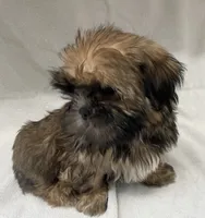 Teddy, a male Shih Tzu for sale in Trenton, MO – 1 of 3