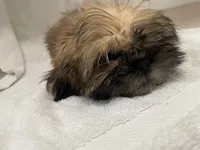 Bentley, a male Shih Tzu for sale in Trenton, MO – 2 of 2