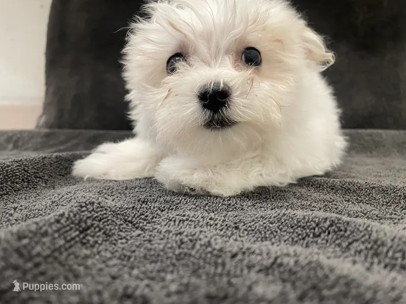 Olaf – Maltese puppy for sale in Trenton, MO