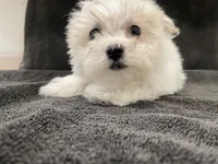 Olaf, a male Maltese for sale in Trenton, MO – 1 of 3