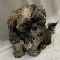Rhys, a male Shih Tzu for sale in Trenton, MO – 2 of 2