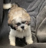 Daisy, a female Shih Tzu for sale in Trenton, MO – 3 of 3