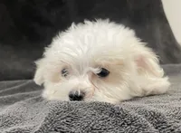 Olaf, a male Maltese for sale in Trenton, MO – 2 of 3