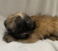 Leo, a male Shih Tzu for sale in Trenton, MO – 2 of 2