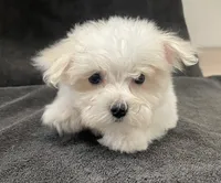 Olaf, a male Maltese for sale in Trenton, MO – 3 of 3