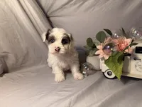 Rosie, a female Yorkshire Terrier for sale in Taunton, MA – Photo 6 of 7