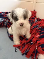 Rosie, a female Yorkshire Terrier for sale in Taunton, MA – Photo 1 of 7