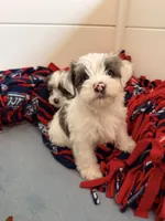 Rosie, a female Yorkshire Terrier for sale in Taunton, MA – Photo 5 of 7