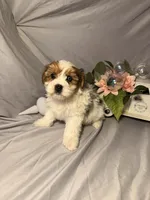 processed/2d821057-7a43-4d4c-bafe-0f24e84a8714/listing/6708ff8d-512f-40bc-8371-d394d11c9d20/d11f8741-2d32-43e0-bd6e-2237b98901a7