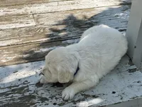 Reagan, a male English Cream Golden Retriever for sale in Butler, IN – 7 of 7