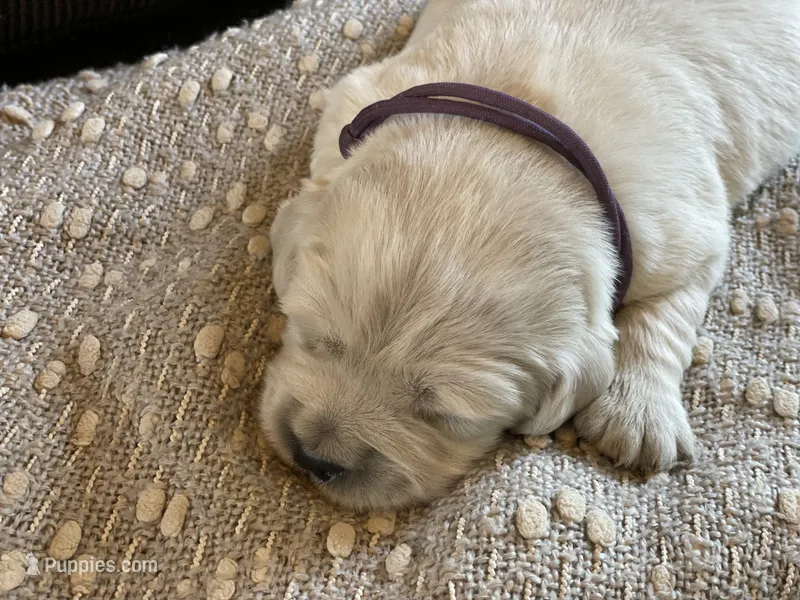 Lainey  – English Cream Golden Retriever puppy for sale in Butler, IN