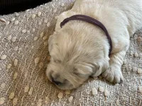 Lainey , a female English Cream Golden Retriever for sale in Butler, IN – 1 of 7