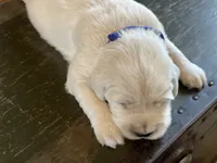 Reagan, a male English Cream Golden Retriever for sale in Butler, IN – 7 of 7