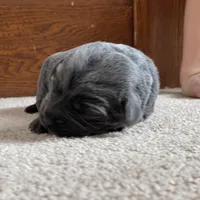 Cheyenne, a female Labrador Retriever for sale in Butler, IN – Photo 4 of 5