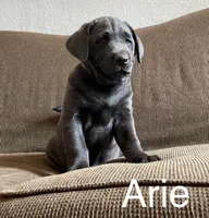 Arie, a female Labrador Retriever for sale in Butler, IN – Photo 5 of 5