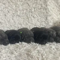 Arie, a female Labrador Retriever for sale in Butler, IN – Photo 5 of 6