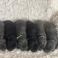 Arie, a female Labrador Retriever for sale in Butler, IN – Photo 4 of 6