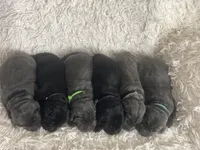 Arie, a female Labrador Retriever for sale in Butler, IN – Photo 4 of 6