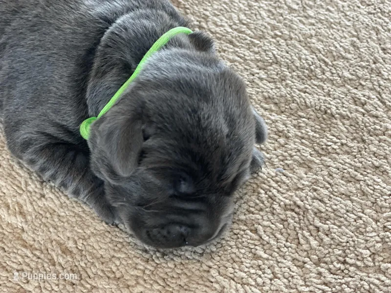 Arie, a female Labrador Retriever for sale in Butler, IN – Photo 1 of 6