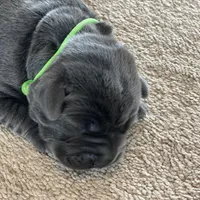 Arie, a female Labrador Retriever for sale in Butler, IN – Photo 1 of 6