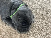 Arie, a female Labrador Retriever for sale in Butler, IN – Photo 1 of 6