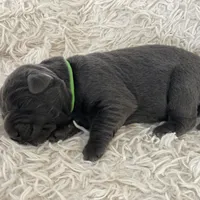 Arie, a female Labrador Retriever for sale in Butler, IN – Photo 3 of 6