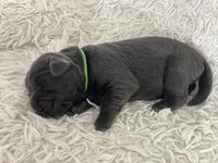 Arie, a female Labrador Retriever for sale in Butler, IN – Photo 3 of 6