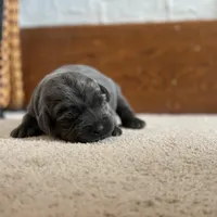 Cheyenne, a female Labrador Retriever for sale in Butler, IN – Photo 2 of 5