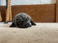 Cheyenne, a female Labrador Retriever for sale in Butler, IN – Photo 2 of 5