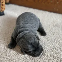 Cheyenne, a female Labrador Retriever for sale in Butler, IN – Photo 3 of 5