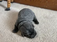 Cheyenne, a female Labrador Retriever for sale in Butler, IN – Photo 3 of 5