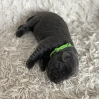 Arie, a female Labrador Retriever for sale in Butler, IN – Photo 2 of 6