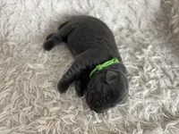 Arie, a female Labrador Retriever for sale in Butler, IN – Photo 2 of 6