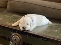 Reagan, a male English Cream Golden Retriever for sale in Butler, IN – 5 of 7